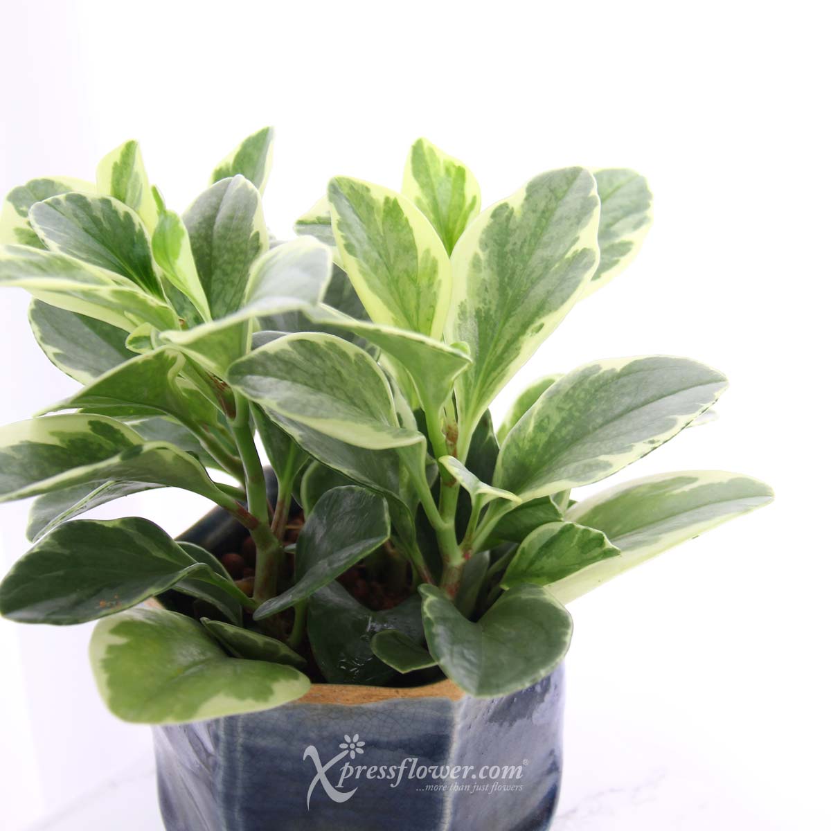 PS2119 Purifying Azure (Peperomia Plants) 1d