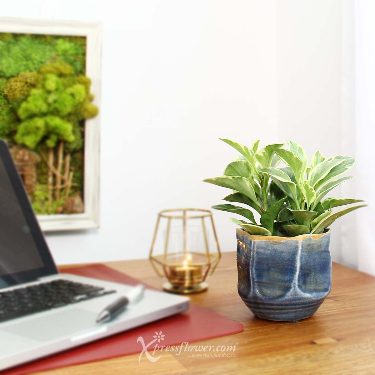 PS2119 Purifying Azure (Peperomia Plants) 3a