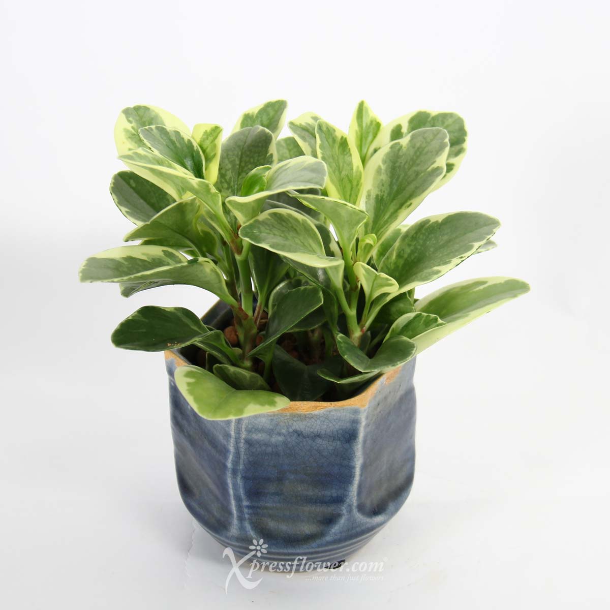PS2119 Purifying Azure (Peperomia Plants) 5a