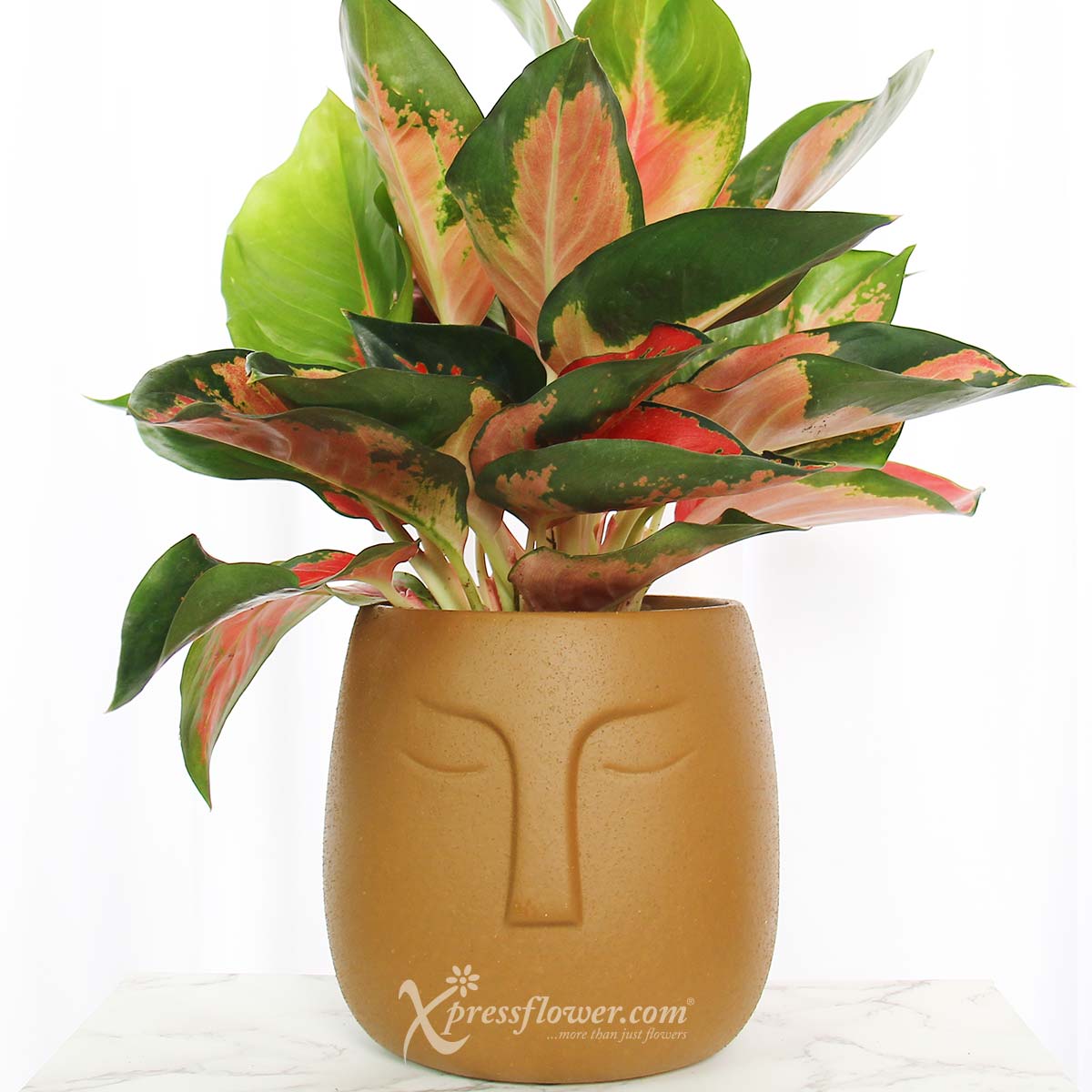 PS2121 Terracotta Goddess (Aglaonema Plant) 1b