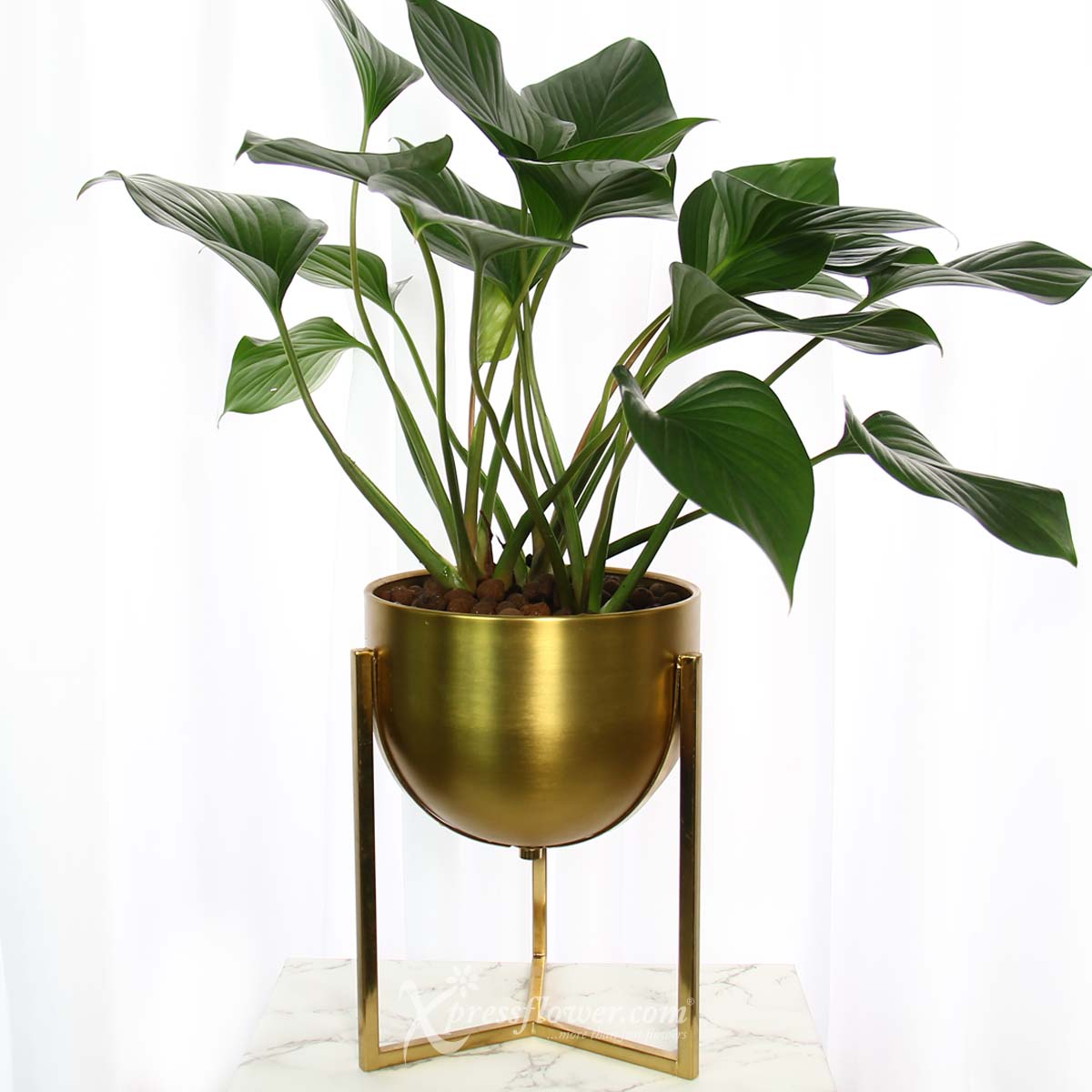 PS2122 Golden Goblet (Homalomena Plant) 1b