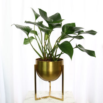 PS2122 Golden Goblet (Homalomena Plant)