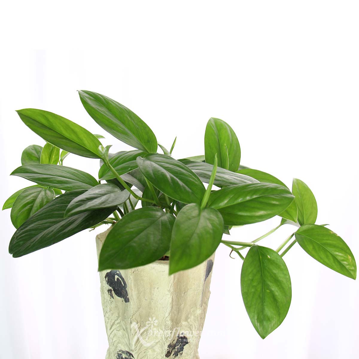 PS2123 Flourishing Renaissance (Epipremnum Pinnatum Plant) 1d