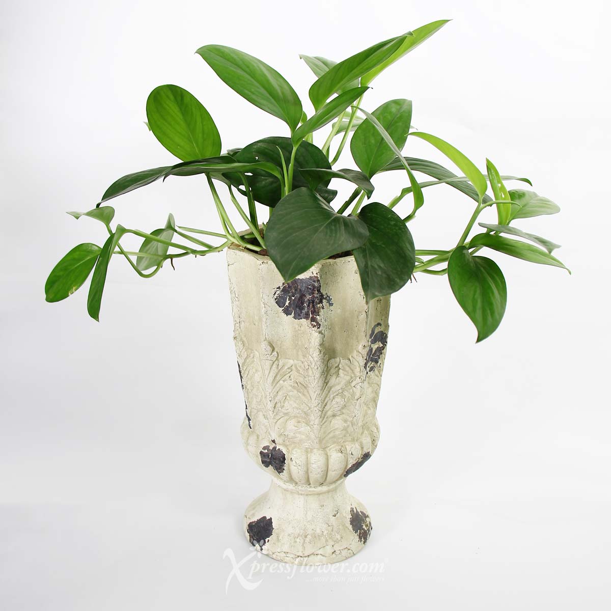 PS2123 Flourishing Renaissance (Epipremnum Pinnatum Plant) 5a
