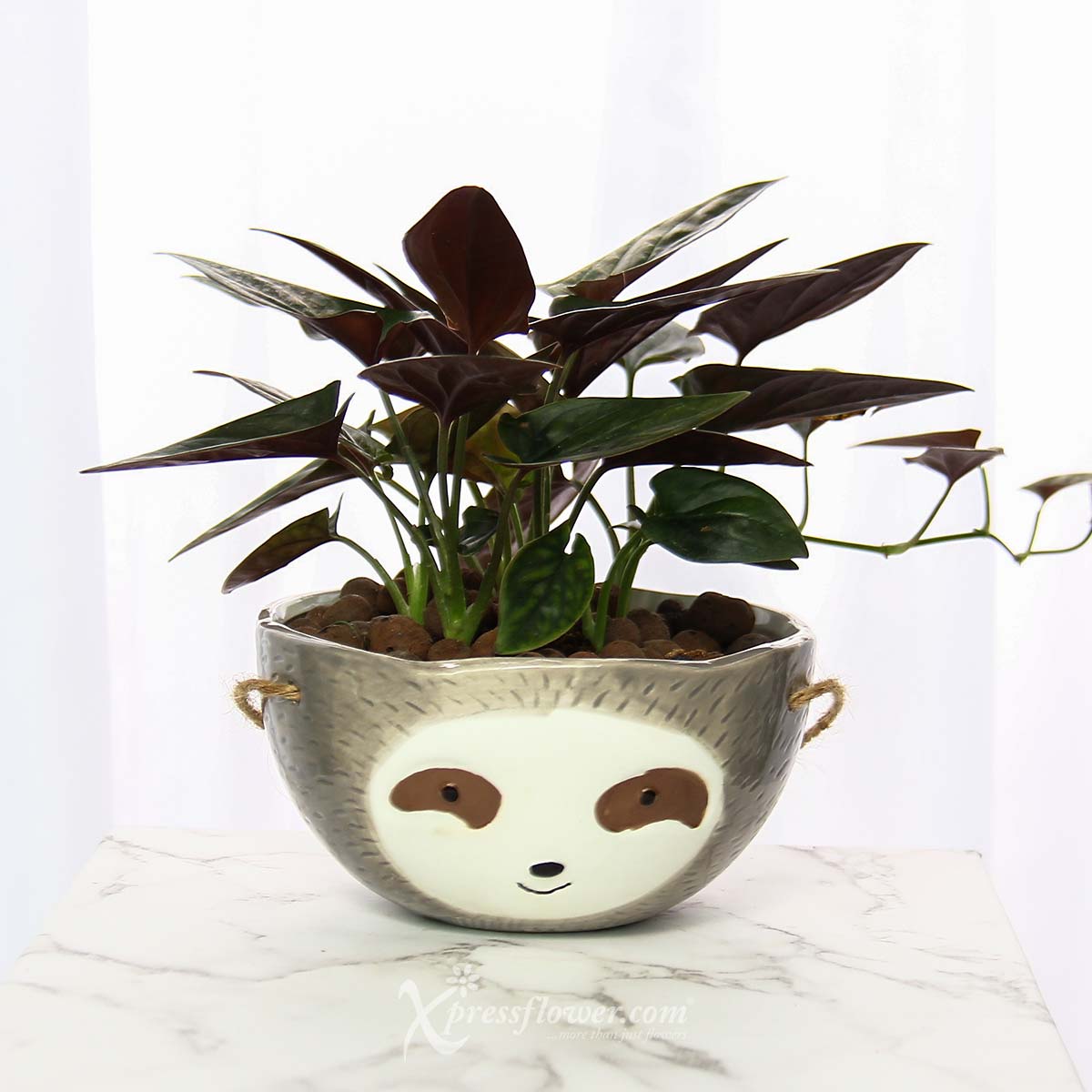 PS2130 A Cupful Mischief Syngonium Chocolate Plant 1b