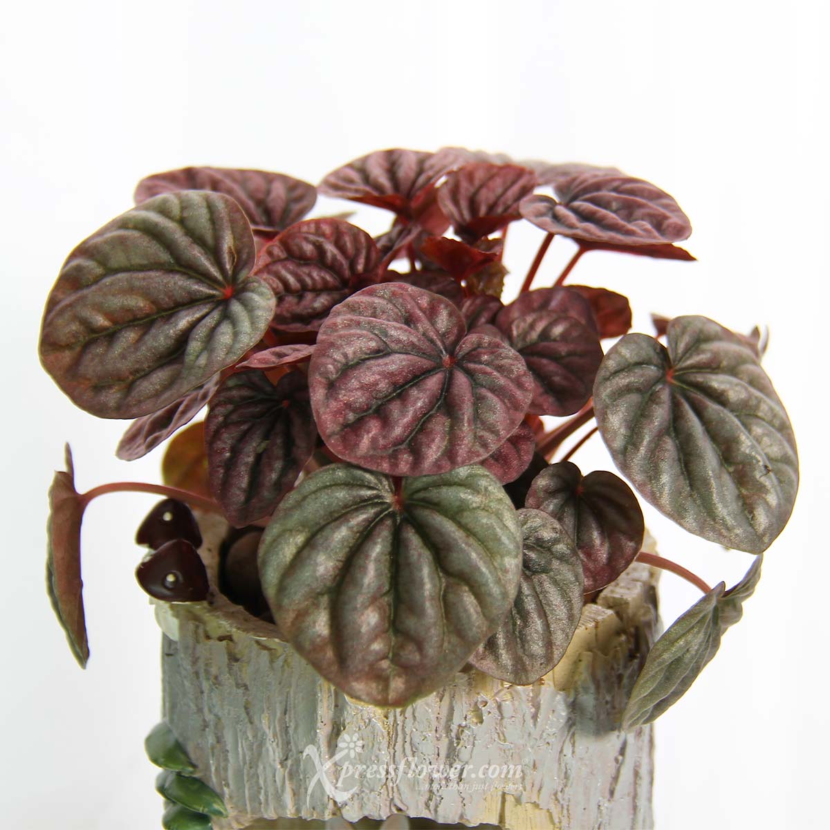 PS2135 Bunny Carrot High Peperomia Schumi Red Plant 1d
