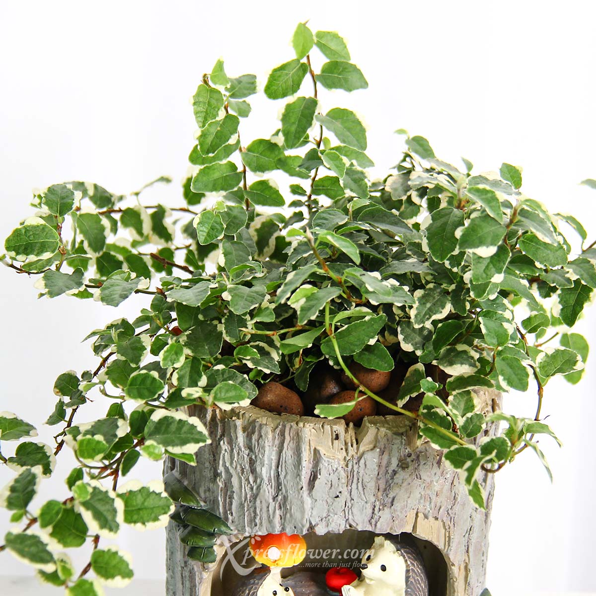 PS2137 Perfect Porcu-date Ficus Pumila White Sunny Plant 1d