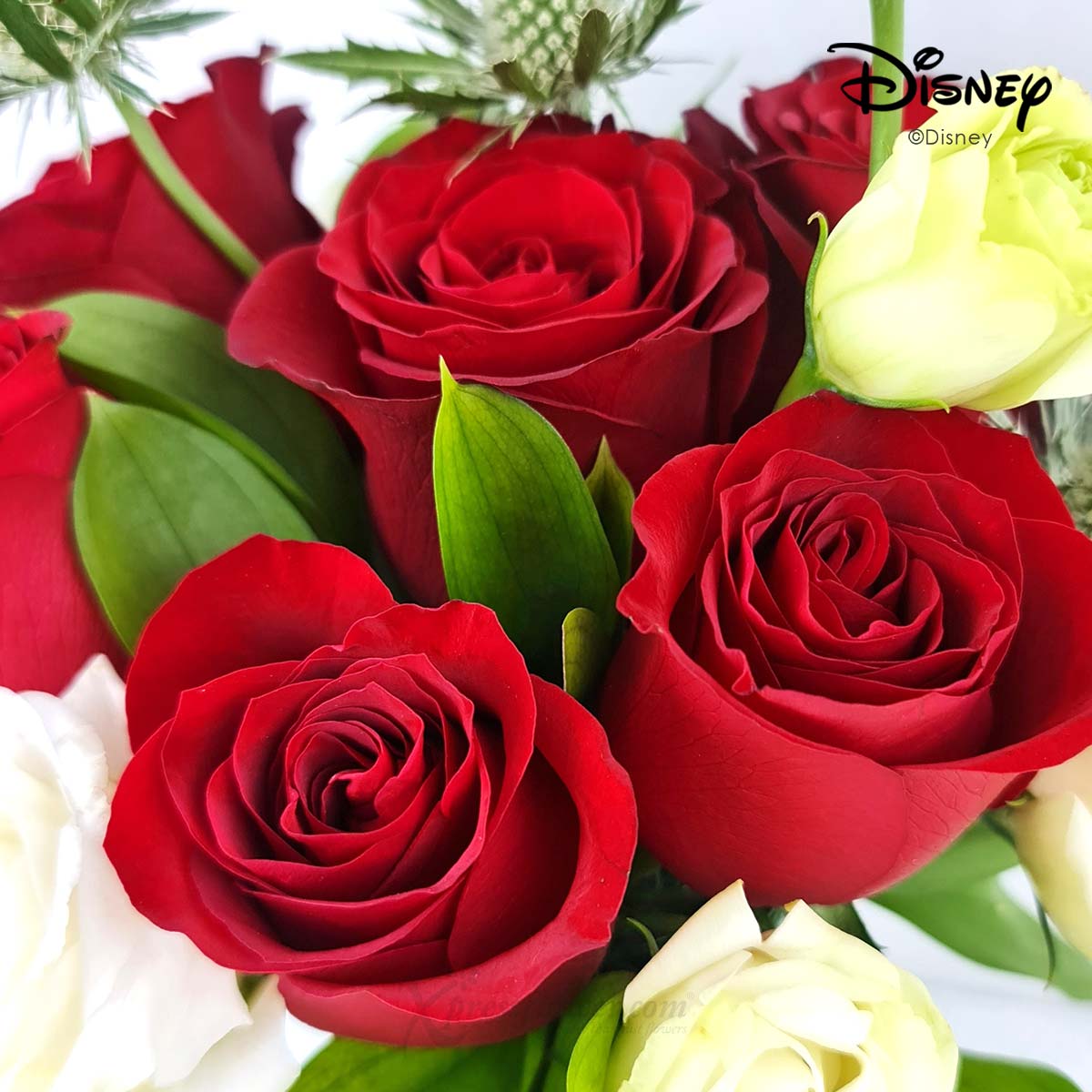 VDS2486M Enchanting Love (6 Red Roses Disney Arrangement) 1D
